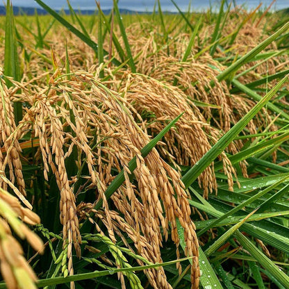 , Long-Grain Brown Rice - Non-Gmo, USA Grown, 25 Lb Bag