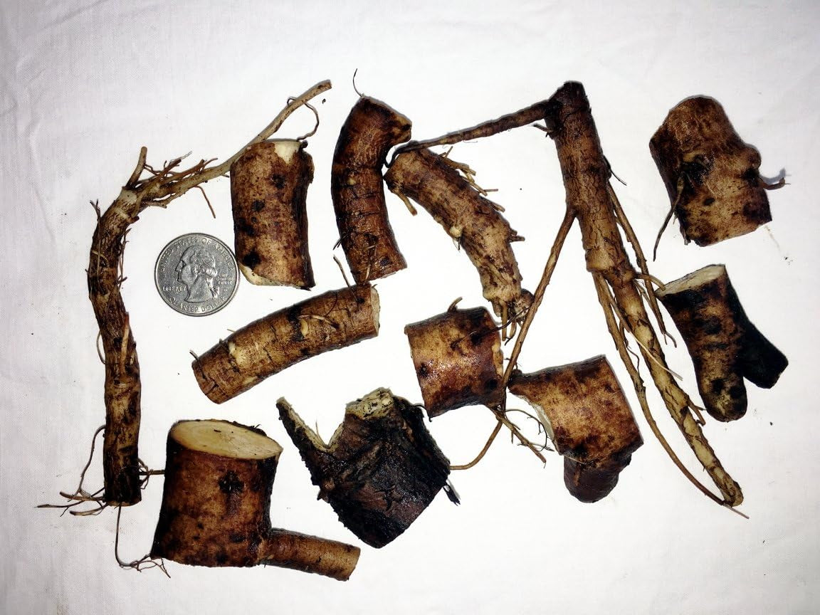 Russian Comfrey Bocking-14 Cultivar, 12 Cuttings for Growing Your Own Medicinal Salve, Compost Tea & Animal Fodder - WORLD TIME VISITS