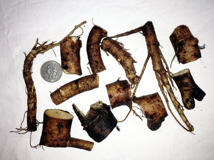 Russian Comfrey Bocking-14 Cultivar, 12 Cuttings for Growing Your Own Medicinal Salve, Compost Tea & Animal Fodder - WORLD TIME VISITS