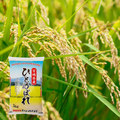 MIYAGI HITOMEBORE (11 Lbs) - Expertly Cultivated in Ishinomaki, Japan, Well-Balanced and Versatile Rice for Sushi, Onigiri, and Japanese Dishes